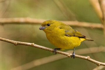 Yellow-throated Euphonia - Euphonia hirundinacea, beautiful yelow and black perching bird from Latin America forests and woodlands, Volcán, Panama.