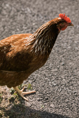 vertical shot of a rooster walking on cement on sunny day