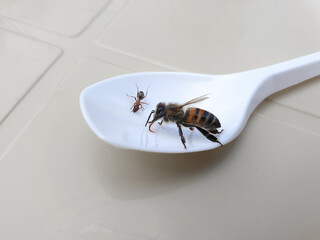 Ant and bee eating sugar water from a spoon. Close-up bee drinking water from a spoon.