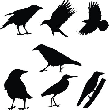 Beautiful Crow Dancing Silhouette Vector Art