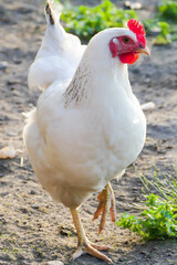 Glückliche weiße Henne auf dem Hühnerhof.
