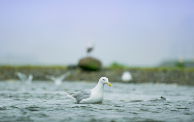 Seagulls shuttle back and forth in the river for food. There's salmon around. Animal food chain as salmon return to freshwater to spawn, Alaska, summer 2017.