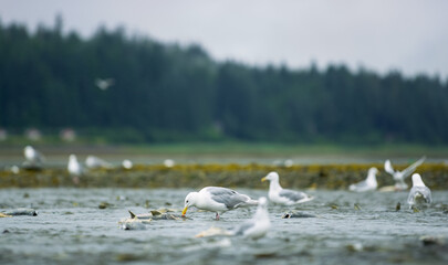 Seagulls shuttle back and forth in the river for food. There's salmon around. Animal food chain as...
