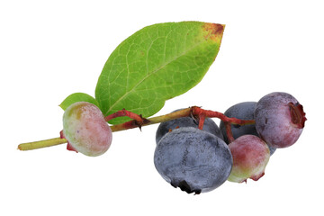 Blueberries on branch