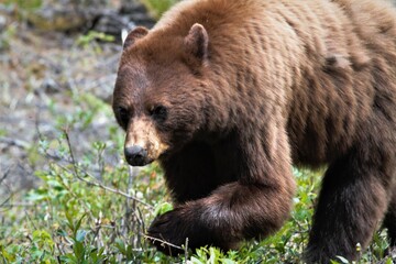 Obraz na płótnie Canvas ours noir de couleur brune dans l'ouest canadien