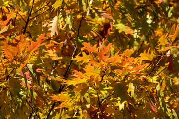 Autumn bright leaves on oak tree branches close-up