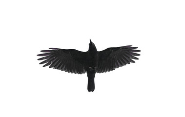 American crow - Corvus brachyrhynchos - flying overhead viewed from below. Wing spread, isolated cutout on white background