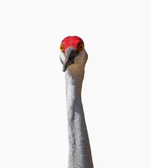 Obraz premium Sandhill Crane - Grus canadensis pratensis - front head Profile looking towards camera Isolated cutout on white background