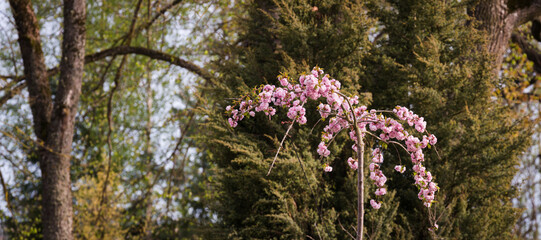 Obraz premium A new drooping sakura tree with pink flowers on a background of garden trees.