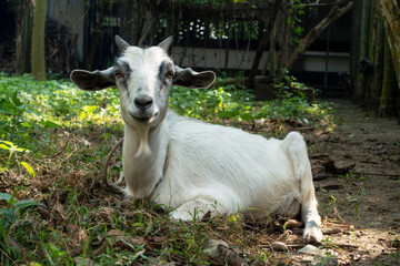 goat on the farm