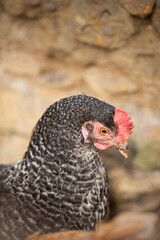 Portrait of a hen, golden - light brown one