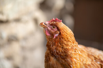 Portrait of a hen, golden - light brown one
