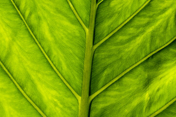 A Touch of Tropics: Capturing the Beauty of a Colomo Leaf in Mexico's Wilderness in Mexico. Nature background