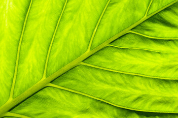 Vibrant Green Close-Up of A Tropical Colomo Elegant Leaf in Mexico. Background green plant
