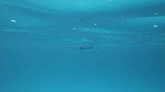 ein sehr gro&szlig;er Mantarochen schwimmt dicht unter der Wasseroberfl&auml;che
