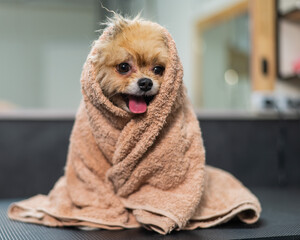 Cute pomeranian wrapped in a beige towel after washing. Grooming salon. 