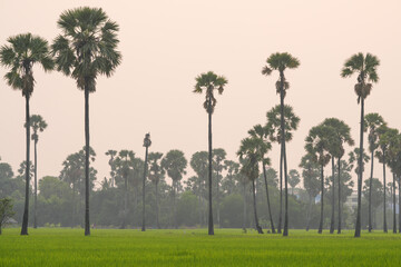 Picture of the view of many sugar palm trees in the middle of the green rice fields. at Sam Khok District Pathum Thani Province, Thailand, taken on March 9, 2023.