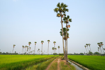 Obraz premium Picture of the view of many sugar palm trees in the middle of the green rice fields. at Sam Khok District Pathum Thani Province, Thailand, taken on March 9, 2023.