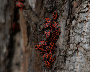 bug on a tree, bug on the bark of the tree, black and red bugs, a lot of bugs on the tree, spring bugs, macro bugs, wildlife, wild nature 