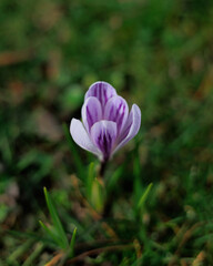 purple crocus flower in spring, close up flower, beautiful spring flower, purple-white flower on the green grass, colorful flower