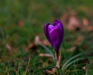 purple crocus flowers in spring, March flower, spring purple flower, bright flower, flower on the green grass