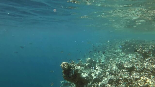 ein Riff mit sehr vielen verschiedenen Fischen, zerst&ouml;rt durch Korallensterben