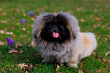 puppy in grass, smiling dog outside, tongue out dog, fluffy cute puppy, pekingese on the field,...