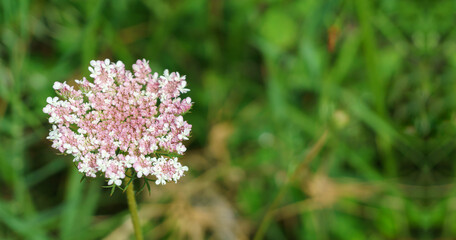 Wild carrot flower isolated. Bird's or Bee's Nest (Daucus carota) with beautiful green field background. Maybe it is Rouya Polygama Coincy or Queen Anne's Lace Single. 