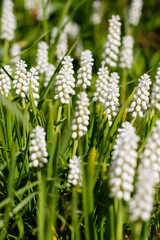 White flowers of Muscari botryoides in spring garden