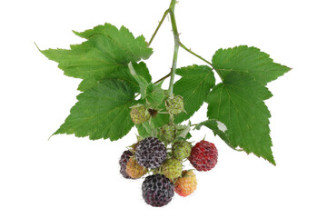 Black raspberries (Rubus occidentalis) branch isolated on white