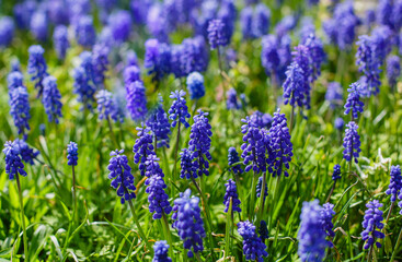 Muscari neglectum Guss in spring garden