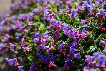 Obraz premium Obscure Lungwort ( lat. Pulmonaria obscura ) is a genus of low perennial herbaceous plants of the Borage family