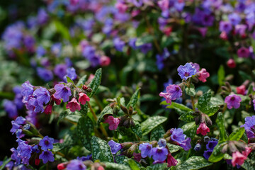 Obscure Lungwort ( lat. Pulmonaria obscura ) is a genus of low perennial herbaceous plants of the Borage family