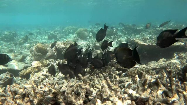 ein Riff mit sehr vielen verschiedenen Fischen, zerst&ouml;rt durch Korallensterben