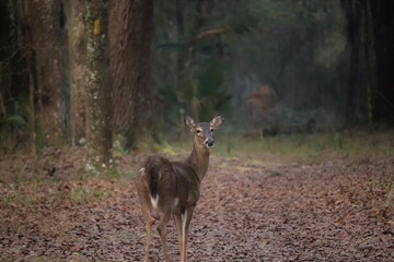 Naklejka na ściany i meble Deer on Bolan Bluff Paynes Prairie Preserve State Park Micanopy Gainesville FL