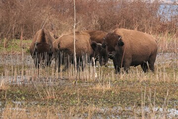 Wild Bison Roaming Grazing Paynes Prairie Preserve State Park Gainesville Micanopy FL © onewildlifer