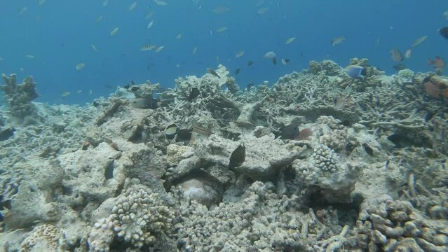 ein Riff mit sehr vielen verschiedenen Fischen, zerst&ouml;rt durch Korallensterben