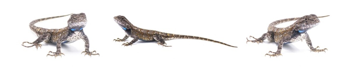 Male eastern fence lizard or swift -Sceloporus undulatus - three views isolated on white background