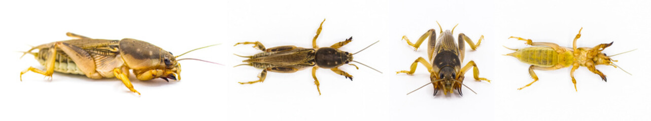 Southern mole cricket - Scapteriscus or Neoscapteriscus borellii - four views isolated on white background in great detail