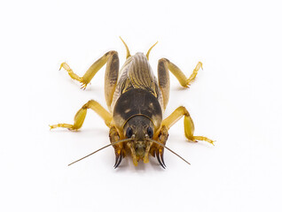 Southern mole cricket - Scapteriscus or Neoscapteriscus borellii - front face and claw view facing camera, isolated on white background
