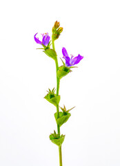 Venus&rsquo;s Looking Glass - Triodanis perfoliata - Bellflower family, purple flower, green cup shaped leaves isolated on white background