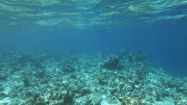 ein Riff mit sehr vielen verschiedenen Fischen, zerst&ouml;rt durch Korallensterben