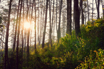 sunset at pine forest on mountain