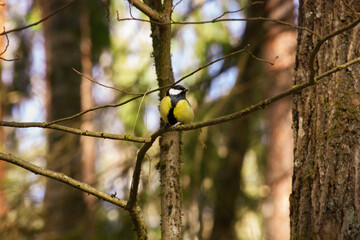 A small little yellow bird on a branch