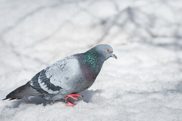 A beautiful pigeon sits on the snow in a city park in winter...