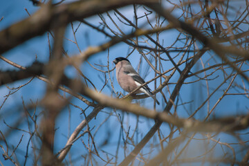 A view through the brances of a bird