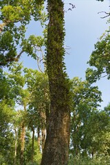 Fototapeta premium parasitic growth on forest tree trunk