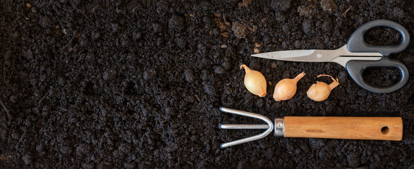 Gardening hand tools and plant bulbs on black soil background, top view.