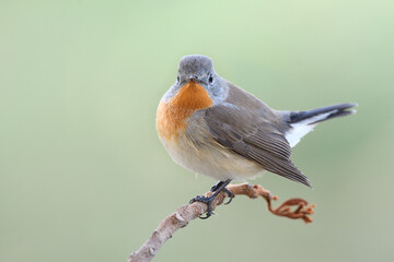 brown bird with orange chest to chin on wooden branch, red-throated flycatcher