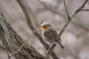 robin in the snow